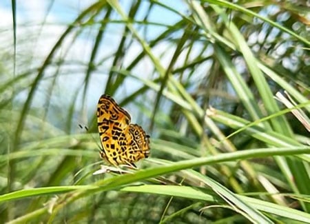 全球第一本「自然正向」專書可於Nature Positive Initiative網站免費下載
