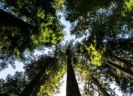 以科學為基礎的自然目標遙不可及？彈性比您想像的多
