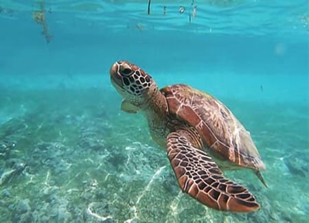 大型世界組織共同發起Nature Positive Initiative，以促進全球自然目標的完整性
